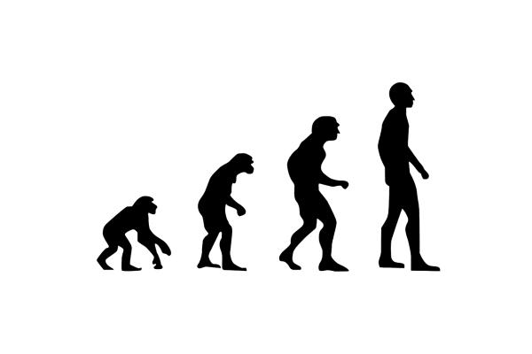Animales bípedos: definición y ejemplos - Ser humano (Homo sapiens sapiens)