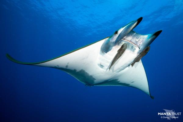 Tipos de rayas - Manta cornuda