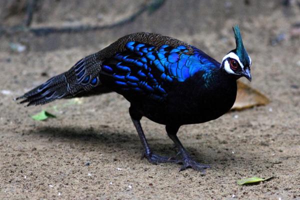 Animales con cresta - Faisán espolonero de Palawan (Polyplectron napoleonis)
