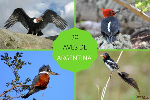 30 Birds of Argentina: Iconic Species, Characteristics, and Conservation Status