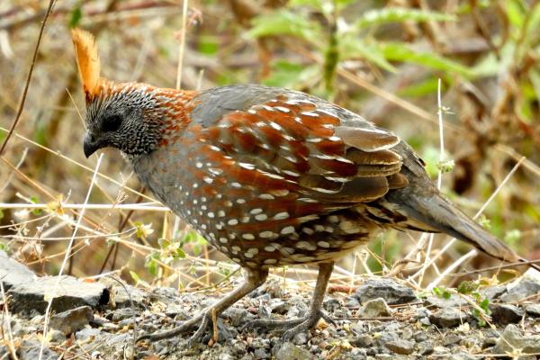 Animales con cresta - Codorniz cresta dorada (Callipepla douglasii)