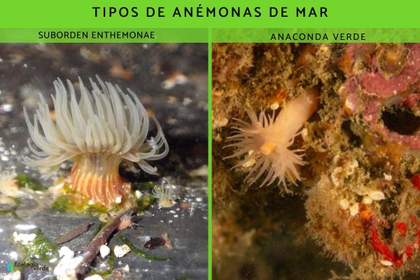 Anémonas de mar: características, tipos y alimentación - Tipos de anémonas de mar