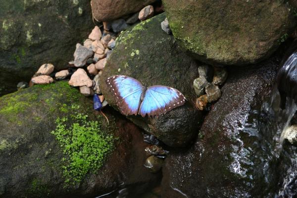 Mariposa morpho: características, hábitat y alimentación - Hábitat de la mariposa morpho azul