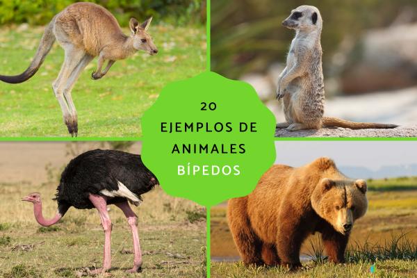 20 Bipedal Animals: Definition and Examples