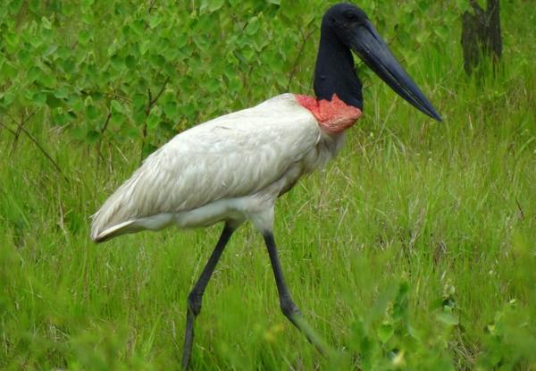 Aves de Argentina - Jabirú 