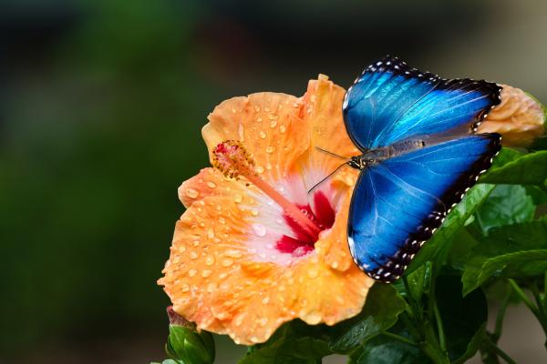 Mariposa morpho: características, hábitat y alimentación - Alimentación de la mariposa morpho azul