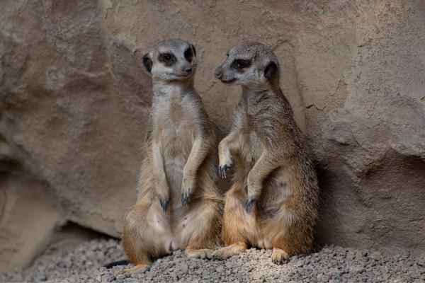 Animales bípedos: definición y ejemplos - Suricata (Suricata suricatta)