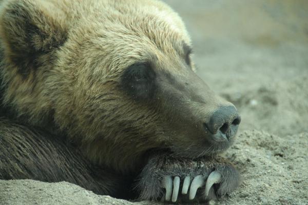 Oso grizzly: qué come y características - Características del oso grizzly