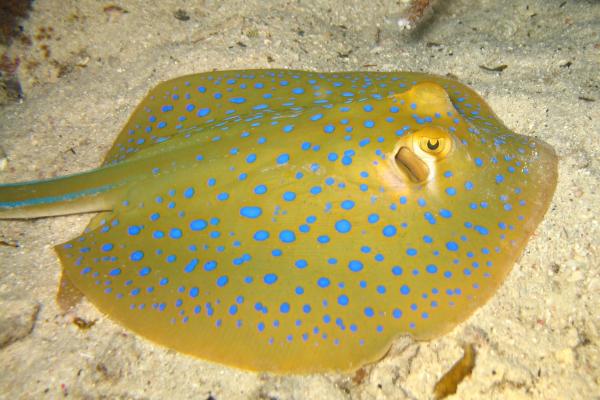 Tipos de rayas - Raya de manchas azules
