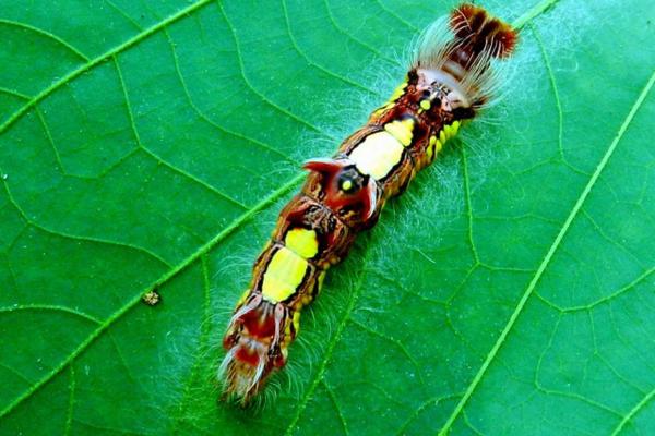 Mariposa morpho: características, hábitat y alimentación - Reproducción de la mariposa morpho azul