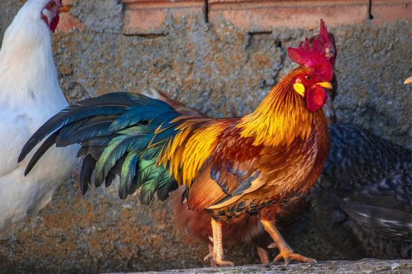 Animales con cresta - Gallos (Gallus sp.)