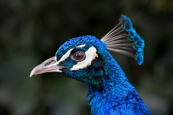 Animales con cresta - Pavo real (Pavo cristatus)