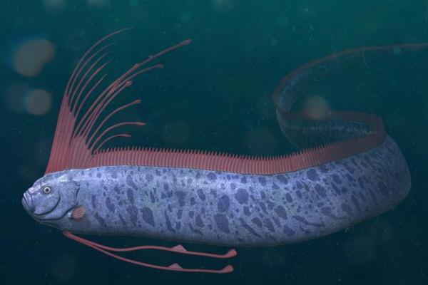 Animales con cresta - Pez cresta (familia Lophotidae)