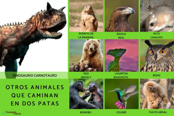 Animales bípedos: definición y ejemplos - Otros animales bípedos 