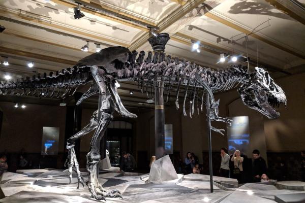 Animales bípedos: definición y ejemplos - Tyrannosaurus rex