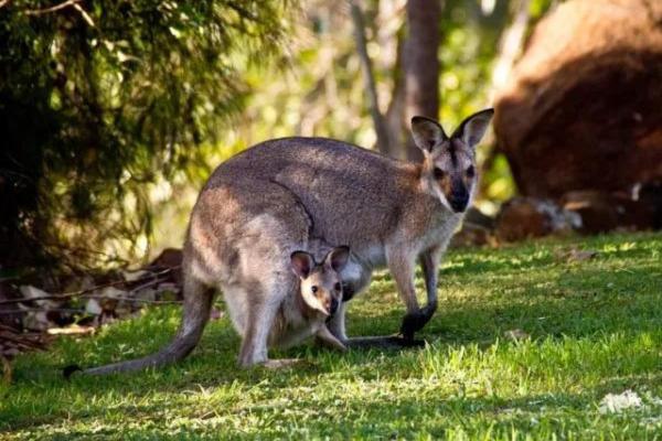 Animales bípedos: definición y ejemplos - Canguros (familia Macropodidae)