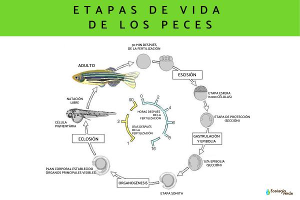 Fish Life Cycle Explained: Reproduction Methods and Growth Stages