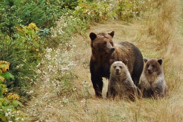 Oso grizzly: qué come y características - Reproducción del oso grizzli