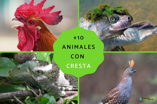 10 Animals with Crests: Features, Habitats, and Examples