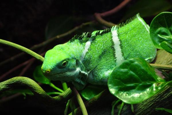 Animales con cresta - Iguana crestada de Fiji (Brachylophus vitiensis)