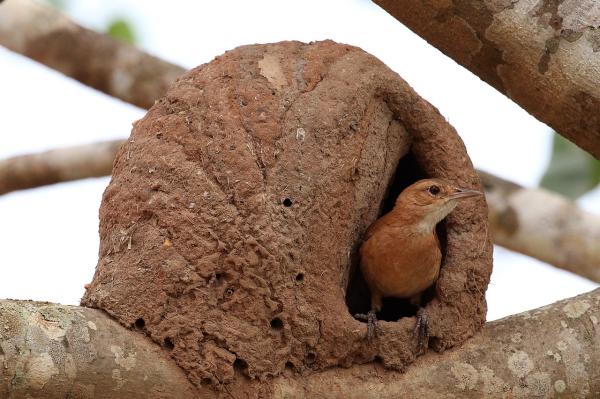 Aves de Argentina - Hornero 
