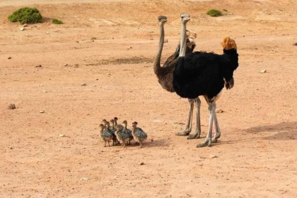 Animales bípedos: definición y ejemplos - Avestruz (Struthio camelus)