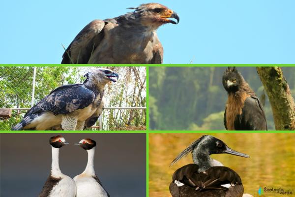 Aves de Argentina - 
