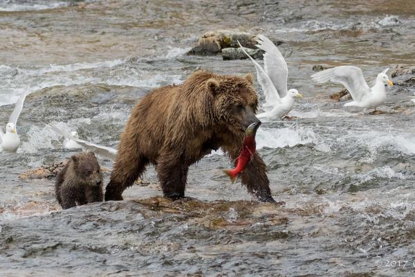 Oso grizzly: qué come y características - Alimentación del oso grizzli