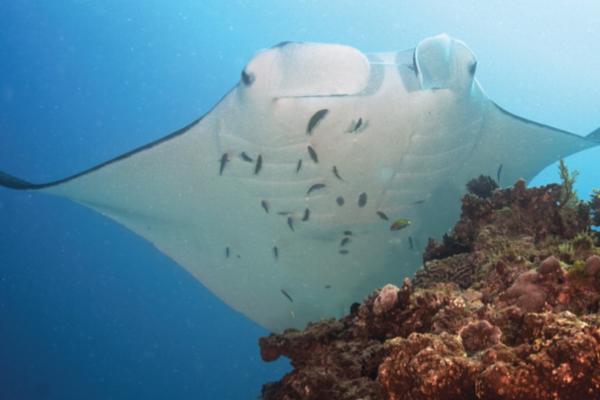 Tipos de rayas - Mantarraya de arrecife 