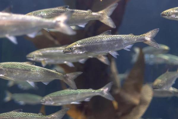 Ciclo de vida de los peces - Juvenil