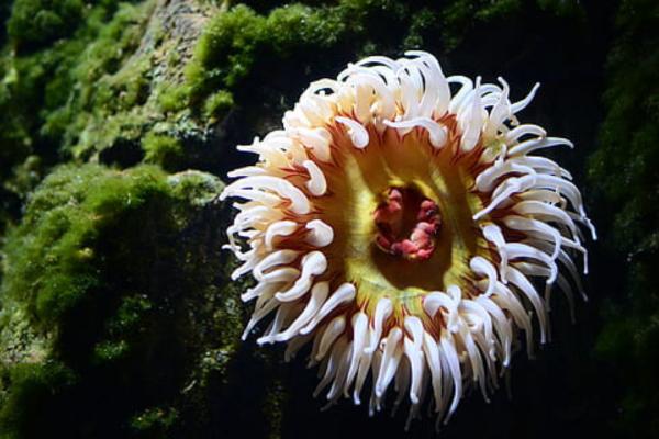 Anémonas de mar: características, tipos y alimentación - Características de las anémonas de mar