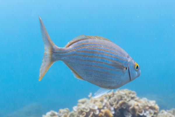 Ciclo de vida de los peces - Adulto
