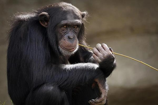 Animales bípedos: definición y ejemplos - Chimpancé (Pan troglodytes)