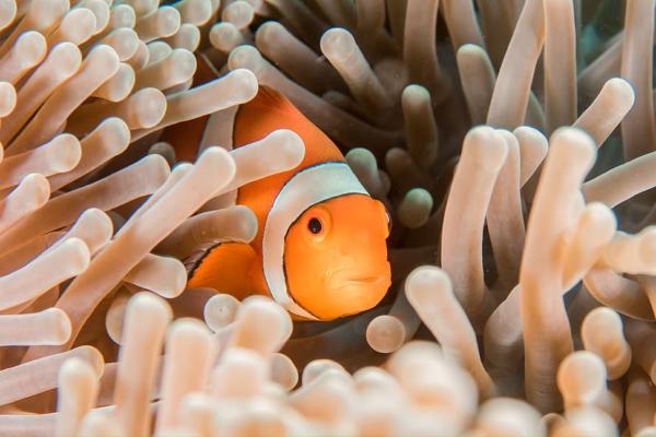 Anémonas de mar: características, tipos y alimentación - Alimentación de las anémonas de mar