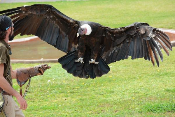 Aves de Argentina - Cóndor andino