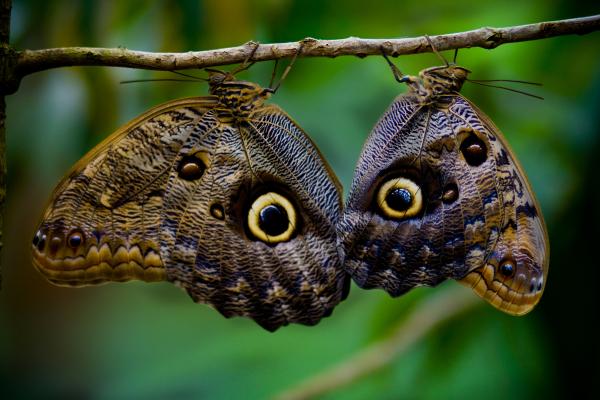 Mariposa búho: características, hábitat y alimentación - Características de la mariposa 