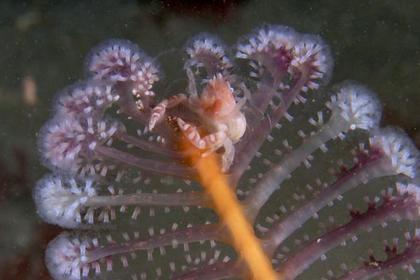 Plumas de mar: características, hábitat y alimentación - Alimentación de las plumas de mar 