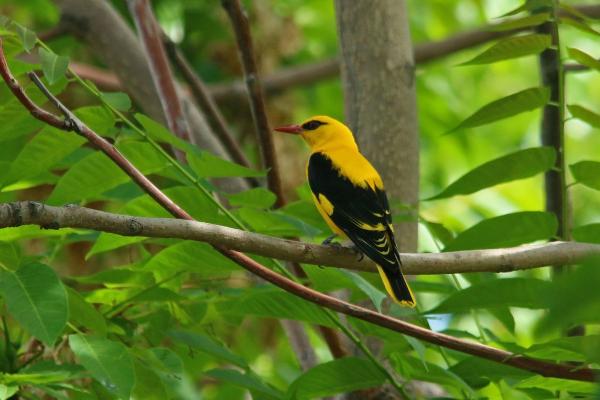Eurasian Golden Oriole: Characteristics, Habitat, and Diet