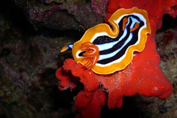 What Are Gastropods? Types and Characteristics Explained