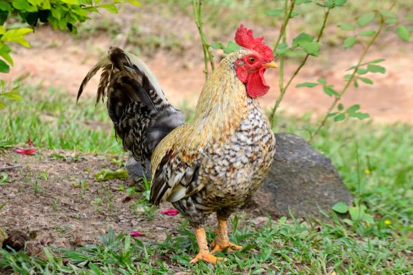 Animales que se hacen los muertos - Gallo doméstico (Gallus gallus)