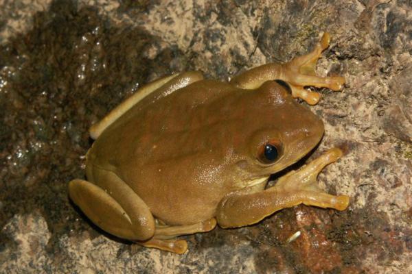Animales que se hacen los muertos - La rana de árbol roja (Leptopelis rufus)