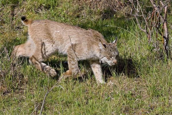 Depredadores de serpientes - Lince (Lynx spp.) 