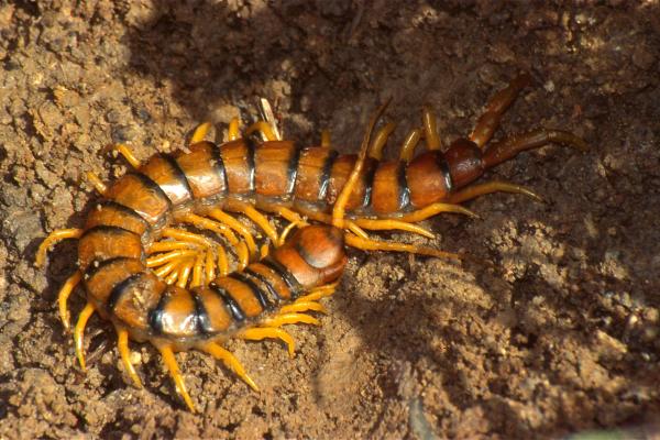 Escolopendra: características, hábitat y alimentación