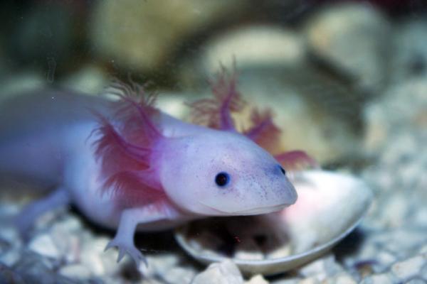 Animales que se regeneran - Ajolote mexicano (Ambystoma mexicanum) 