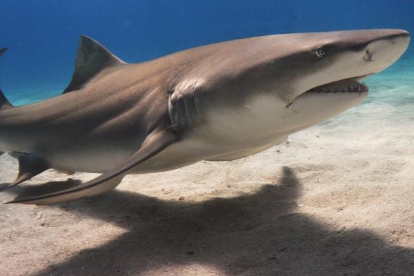 Animales que se hacen los muertos - Tiburón galano o tiburón limón (Negaprion brevirostris)