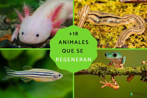 Amazing Animals That Can Regenerate: 10 Incredible Examples and How They Do It