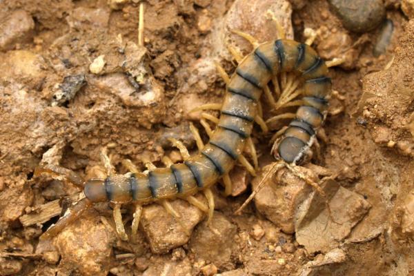 Escolopendra: características, hábitat y alimentación - Características de la escolopendra 