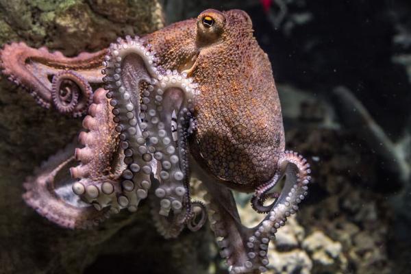 Cephalopods: What They Are, Examples, and Key Characteristics