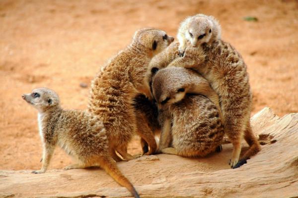 Depredadores de serpientes - Suricata (Suricata suricata)