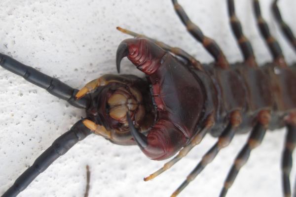 Escolopendra: características, hábitat y alimentación - Qué pasa si te pica una escolopendra